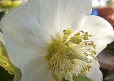 Christrose 1